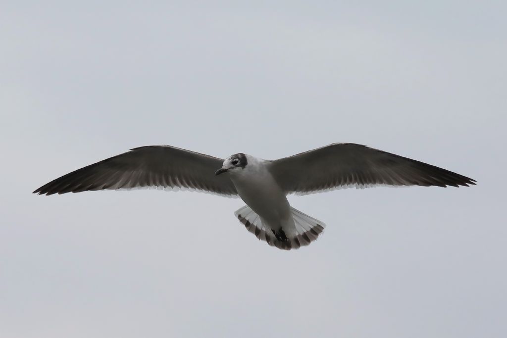 Gabbiano di Franklin  (Leucophaeus pipixcan)